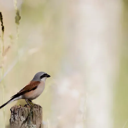 Panzió D'hotes La Maison Blanche Lorp Sentaraille