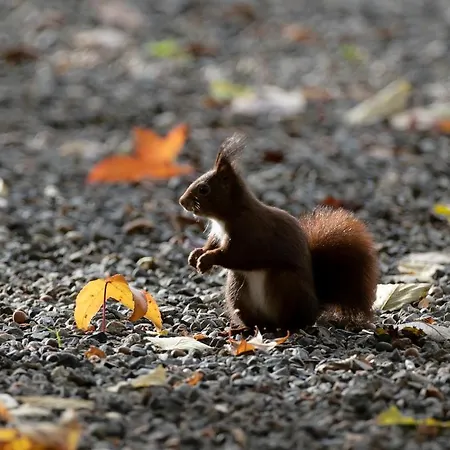 D'hotes La Maison Blanche Lorp Sentaraille