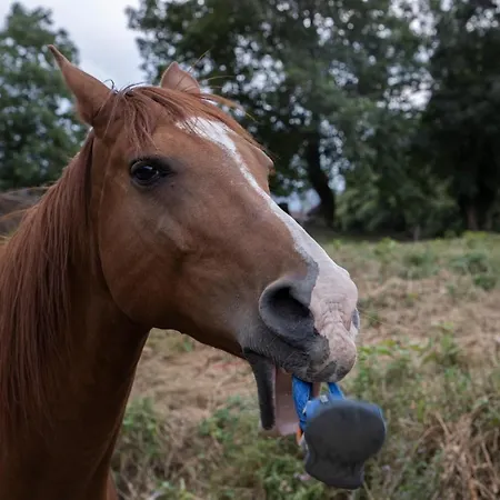 Panzió D'hotes La Maison Blanche