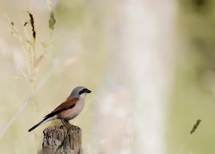 Frühstückspension D'hotes La Maison Blanche Lorp-Sentaraille