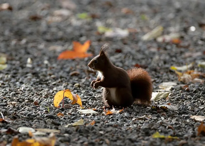 D'hotes La Maison Blanche Lorp-Sentaraille