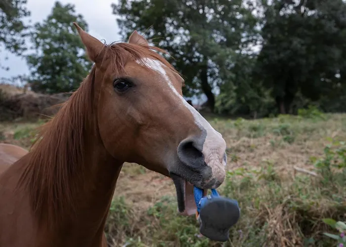 Frühstückspension D'hotes La Maison Blanche